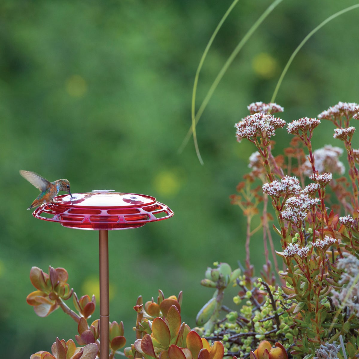 Classic Birds More Birds Bird Health+ 6 Oz. 3-In-1 Hummingbird Feeder