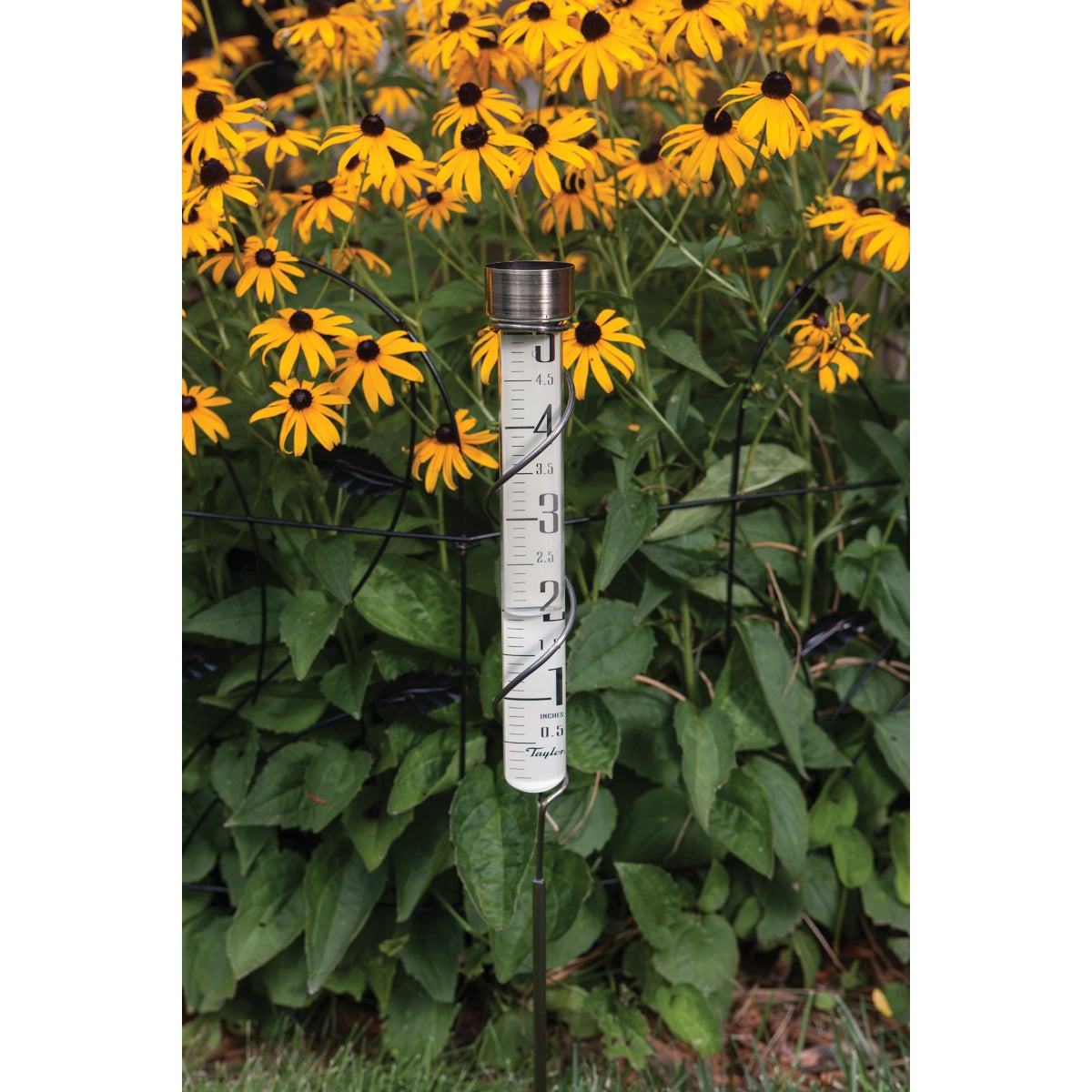 Taylor Heritage Collection 5 In. Glass Rain Gauge