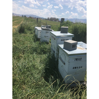 Harvest Lane Honey Beehive Body, 10 Frames