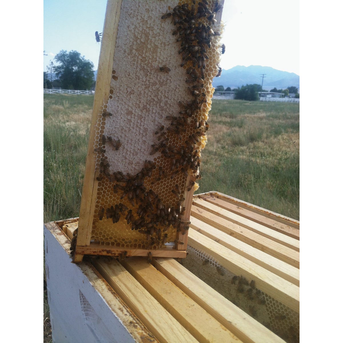 Harvest Lane Honey Medium Beehive, 5 Frames