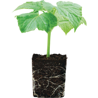 Burpee Natural & Organic 4 Lb. 3-6-4 Starter + Transplanting Dry Plant Food