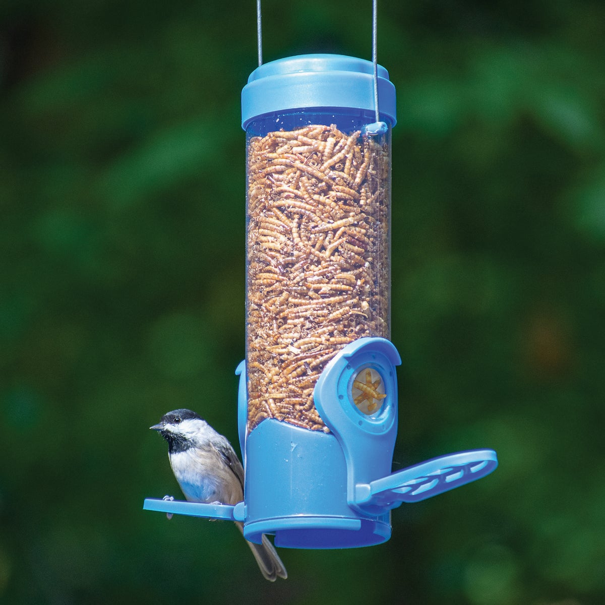 Perky-Pet Blue Plastic 3.5 Oz. Capacity Dried Mealworm Bird Feeder