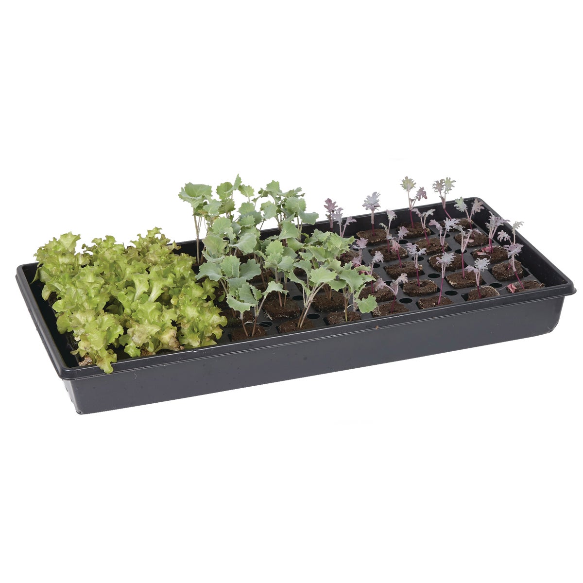 Root Farm 50-Cell Hydroponic Starter Kit