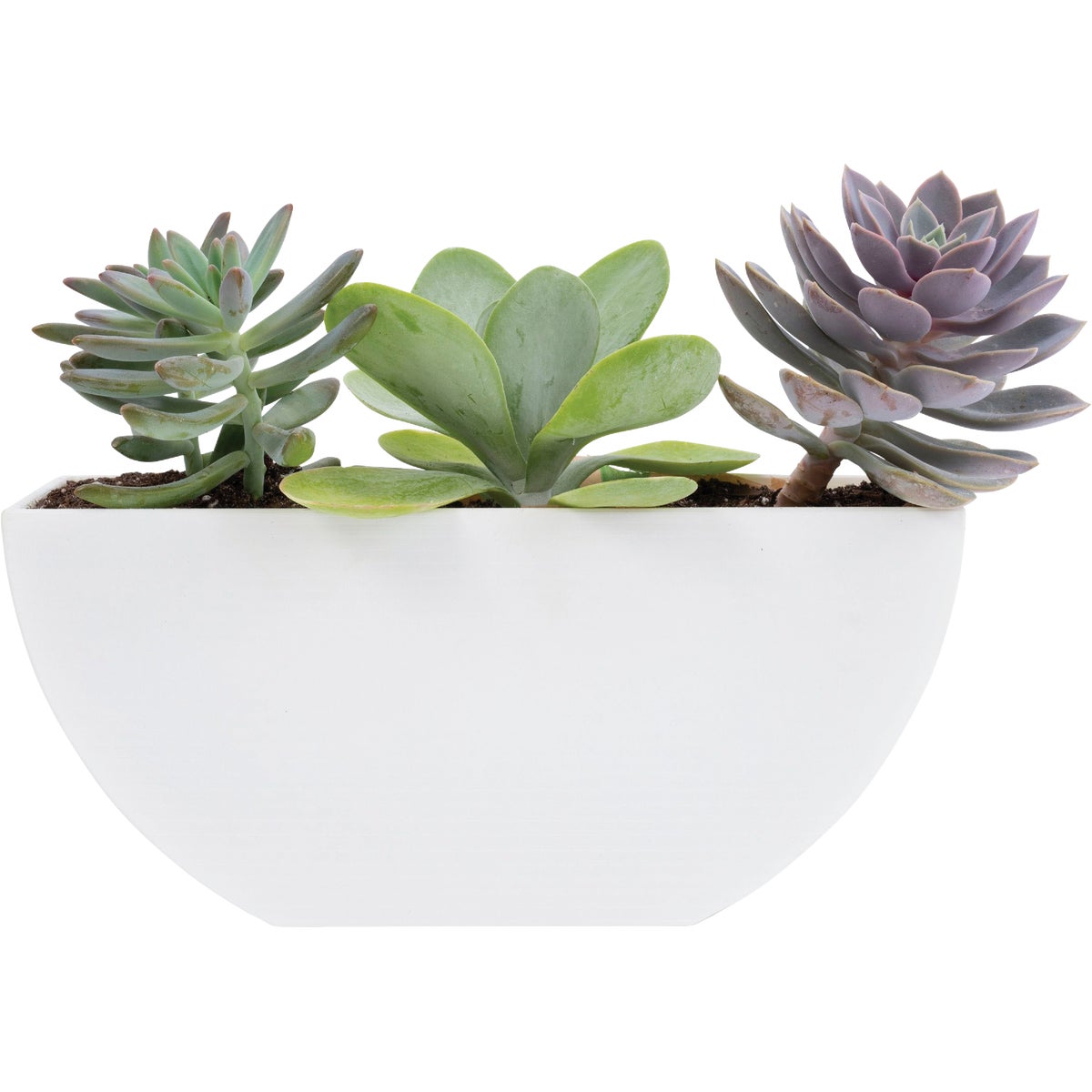 Bloem Bodye Half Moon 11 In. x 3.75 In. Plastic White Planter