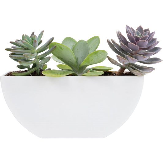 Bloem Bodye Half Moon 11 In. x 3.75 In. Plastic White Planter