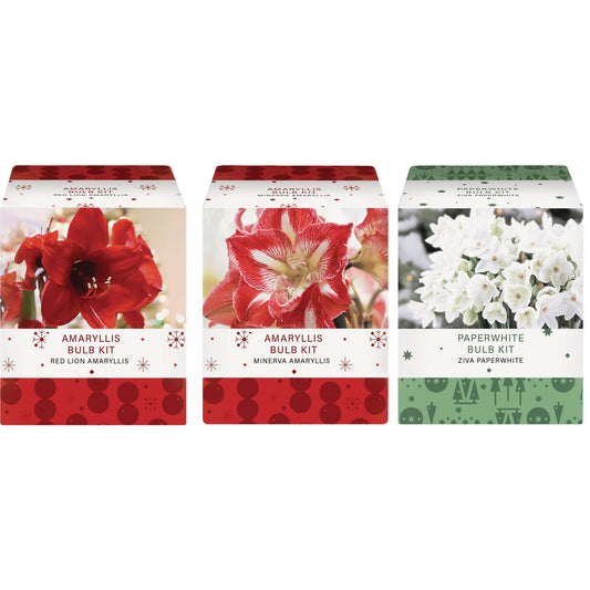 GSB Amaryllis Gift Box Flower Bulb