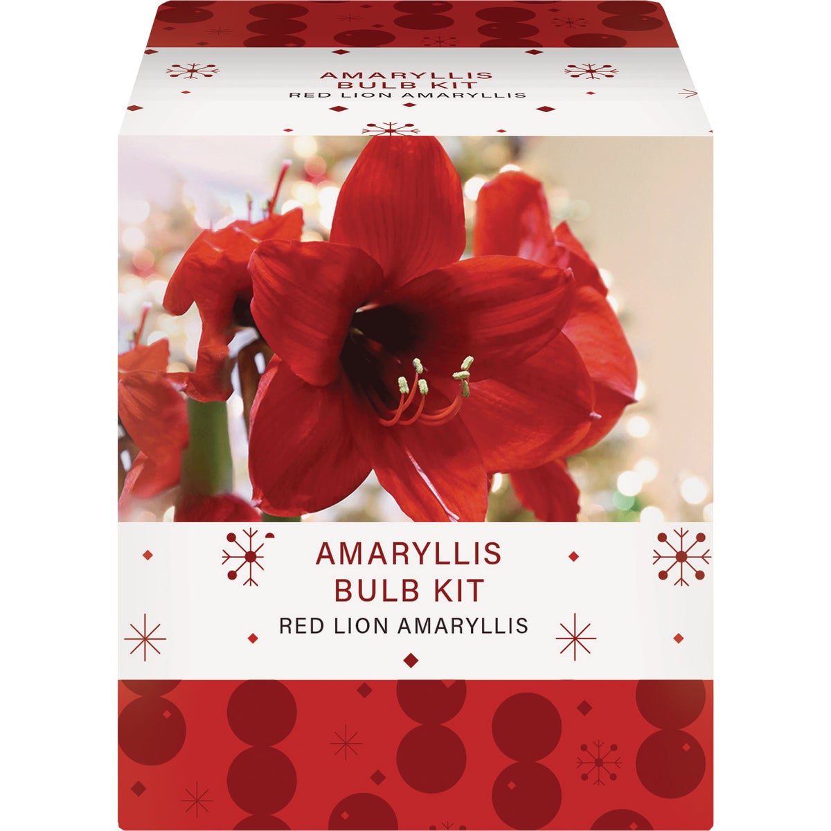 GSB Amaryllis Gift Box Flower Bulb