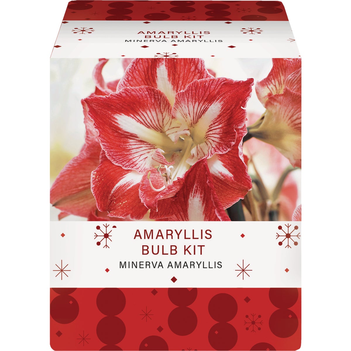 GSB Amaryllis Gift Box Flower Bulb