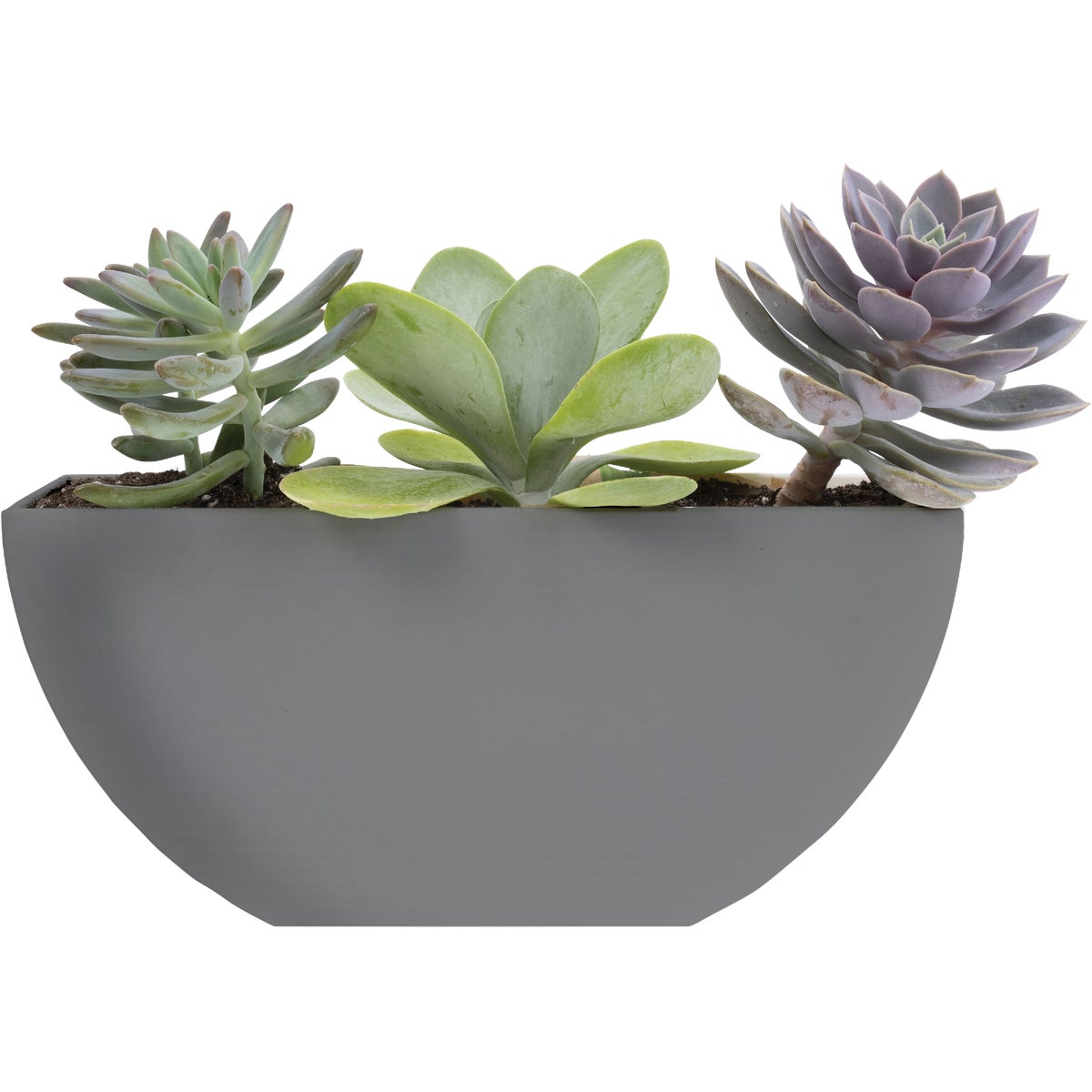 Bloem Bodye Half Moon 11 In. x 3.75 In. Plastic Charcoal Planter