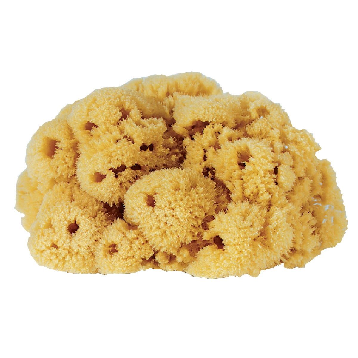 Purdy Symphony 5 In. Yellow Sea Natural Sea Sponge