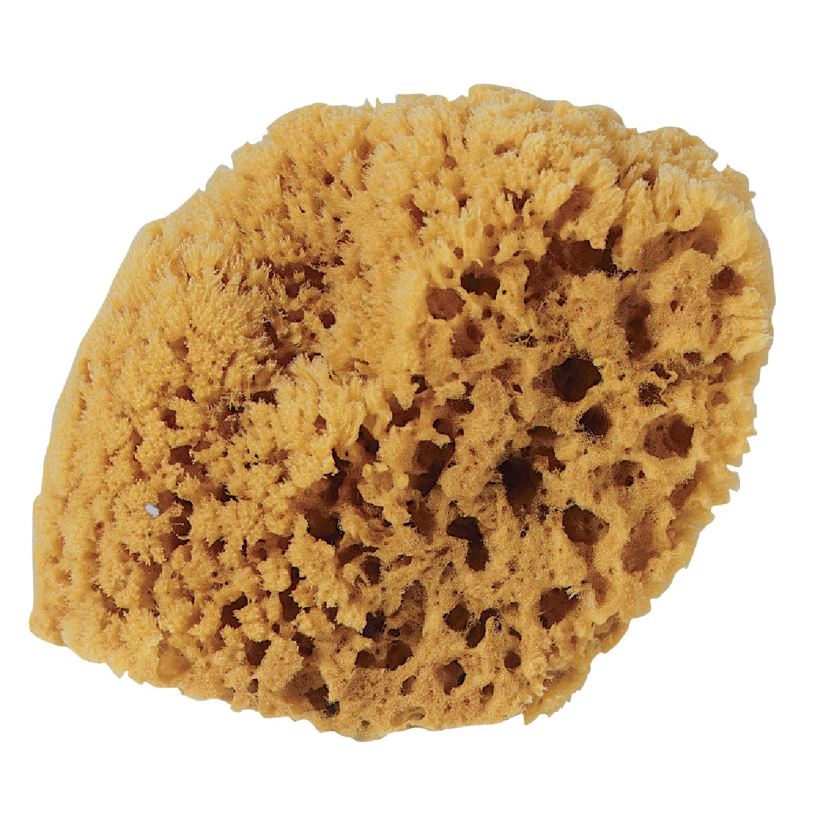 Purdy Symphony 5 In. Yellow Sea Natural Sea Sponge