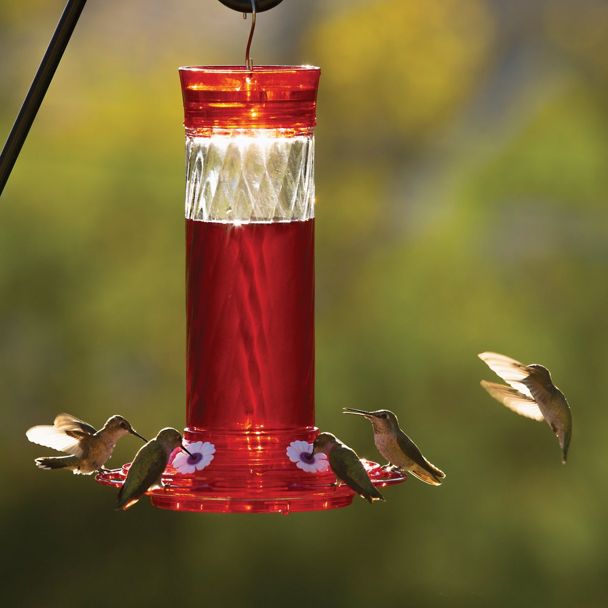 Classic Birds More Birds Bird Health+ 32 Oz. Liquid Concentrate Red Hummingbird Nectar