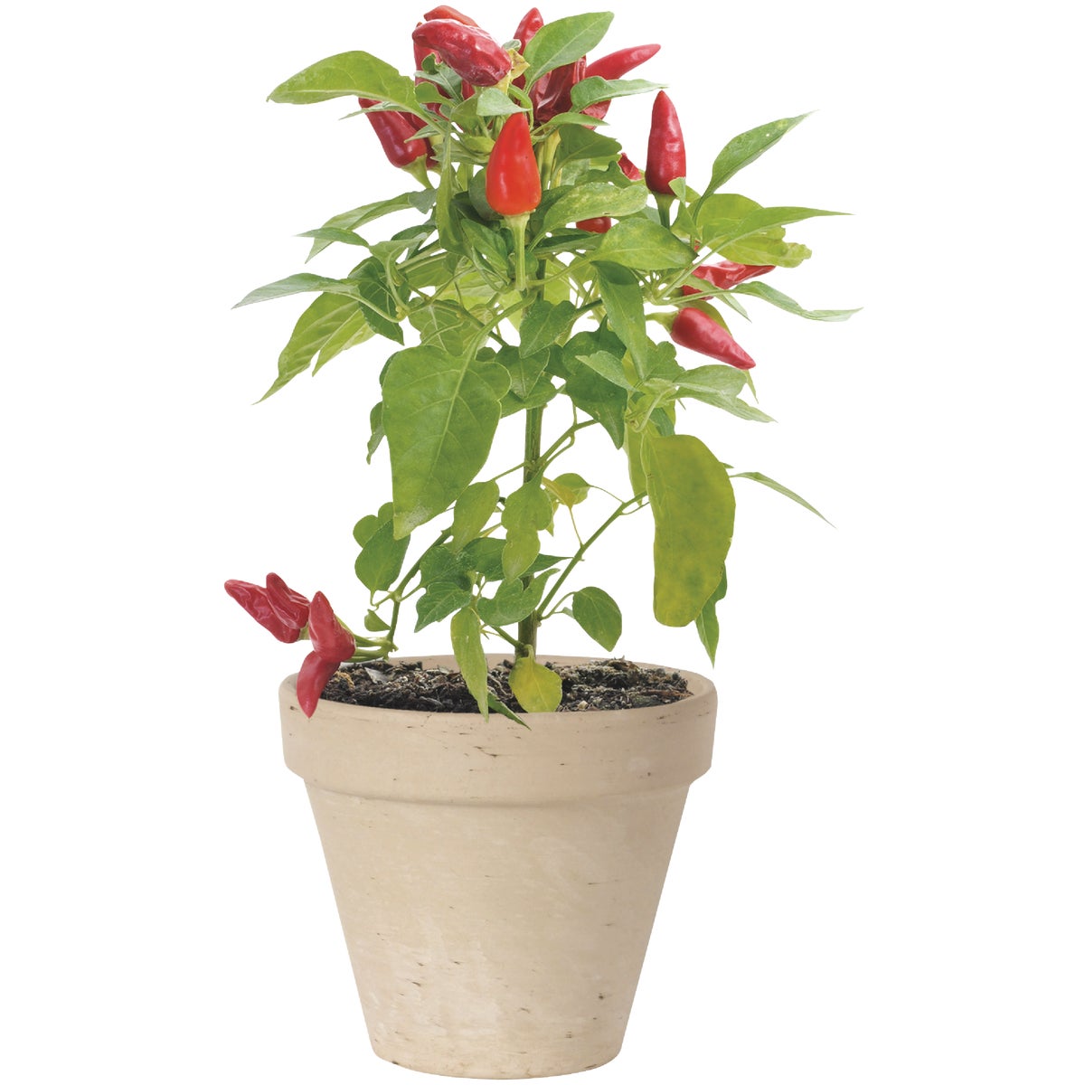 Ceramo 5-1/4 In. H. x 6 In. Dia. White Basalt Clay Standard Flower Pot