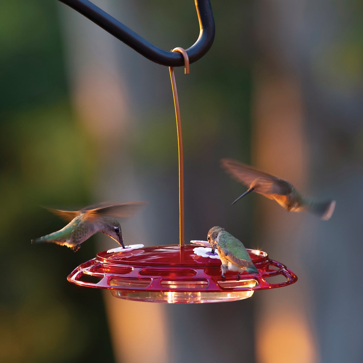 Classic Birds More Birds Bird Health+ 6 Oz. 3-In-1 Hummingbird Feeder