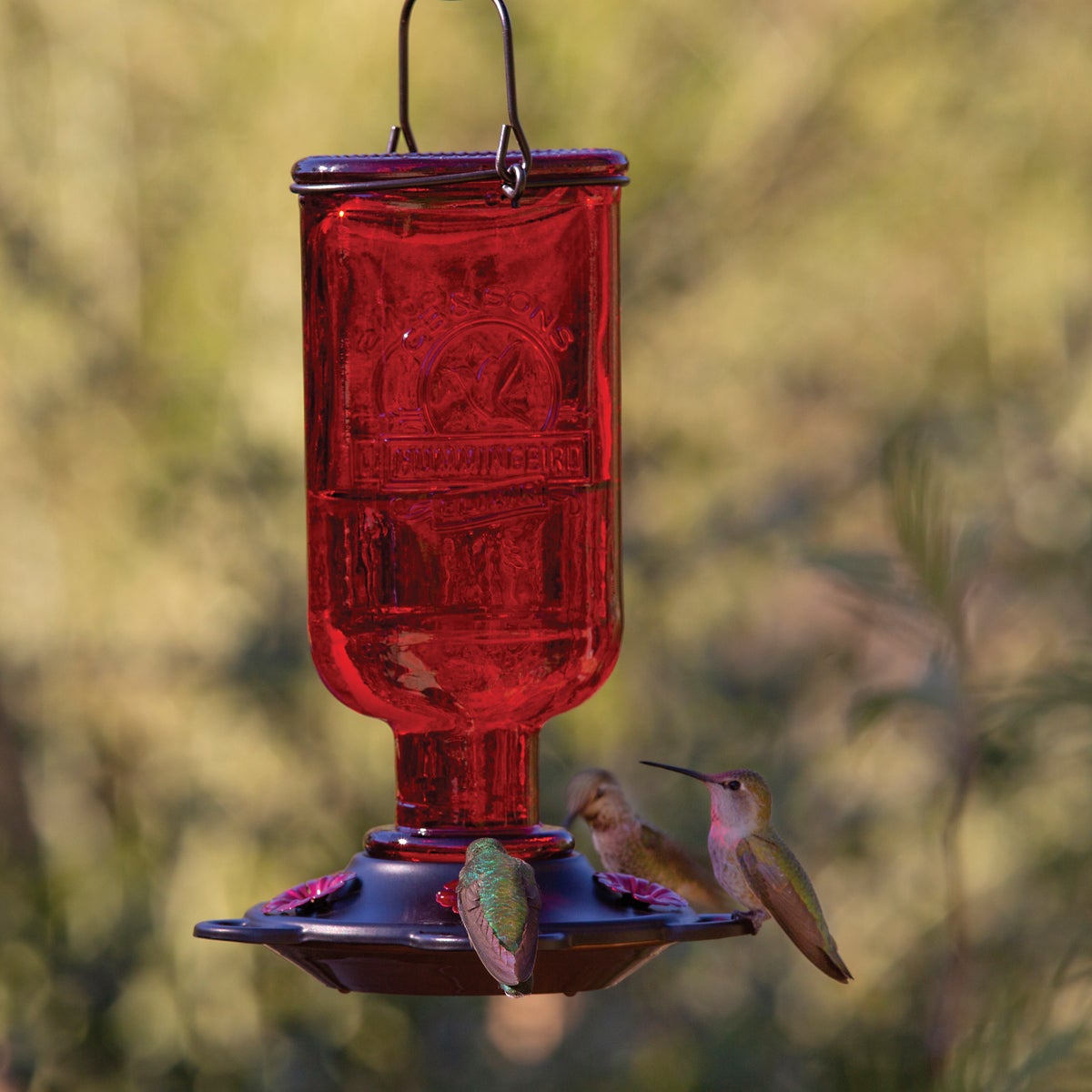 Classic Birds More Birds Elixir 13 Oz. Red Hummingbird Feeder