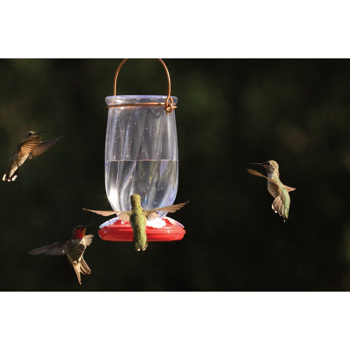 Classic Birds More Birds 22 Oz. Tulip Hummingbird Feeder