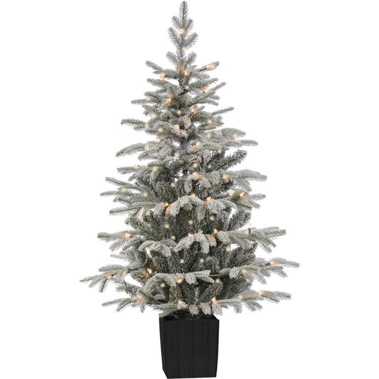 4.5 Ft. Potted Iceland Fir 70-Bulb Incandescent Specialty Tree